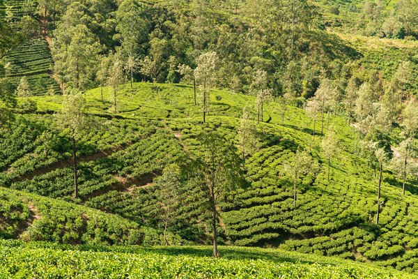 Comment organiser une visite des plantations de thé au Sri Lanka?